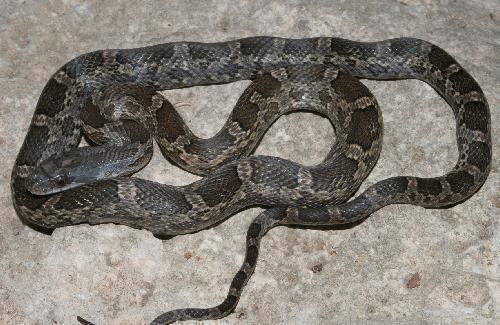 Pantherophis Southwestern Center for Herpetological Research Snakes of the