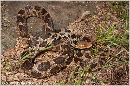 Pantherophis vulpinus Flickriver Photoset 39Fox Snake Pantherophis vulpinus39 by Pierson Hill