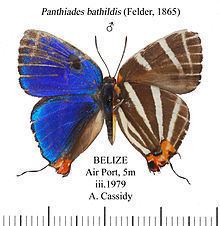 Panthiades bathildis httpsuploadwikimediaorgwikipediacommonsthu