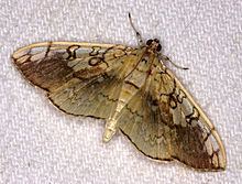 Pantographa limata httpsuploadwikimediaorgwikipediacommonsthu