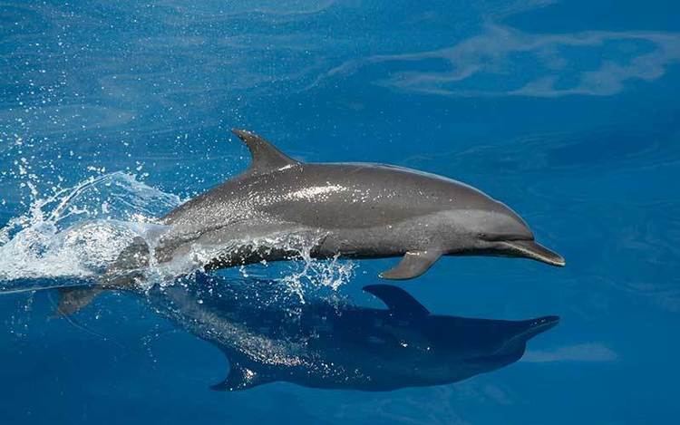 Pantropical spotted dolphin wwwdolphinsworldcomwpcontentuploadsPantropi