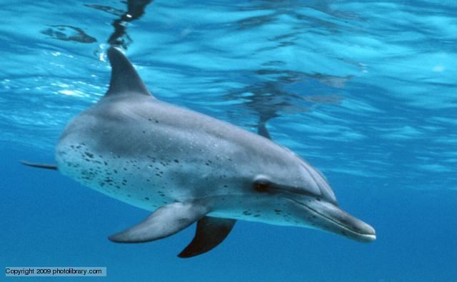 Pantropical spotted dolphin BBC Nature Pantropical spotted dolphin videos news and facts