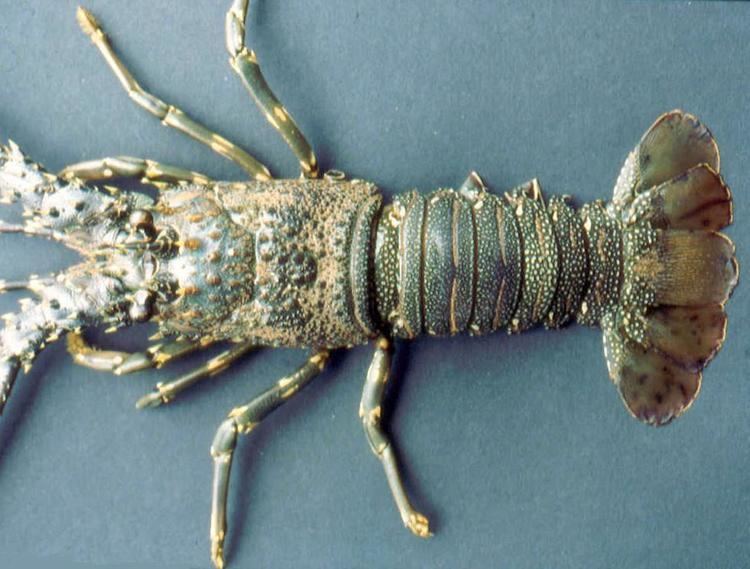 Panulirus Panulirus homarus Scalloped spiny lobster Cancer homarus