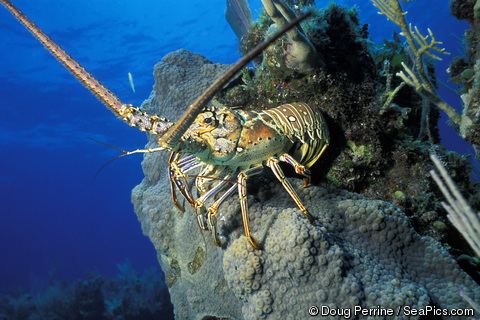 Panulirus argus Panulirus argus Caribbean Spiny Lobster