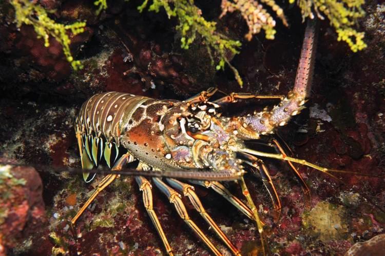 Panulirus argus Caribbean Spiny Lobster Panulirus argus Tropical FishUnderwater