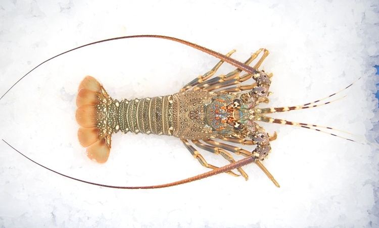Panulirus homarus Lobster Burum Seafood Company