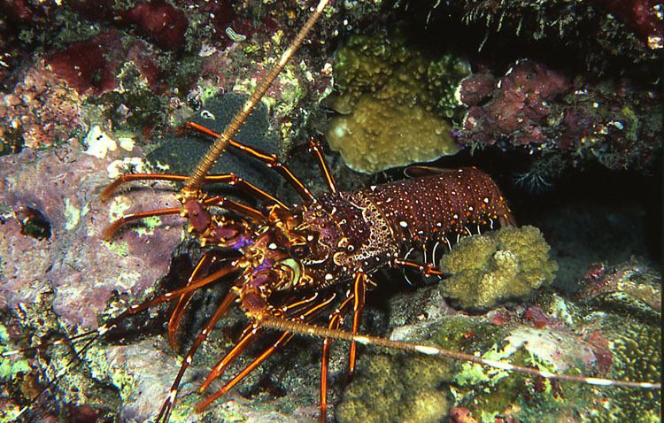 Panulirus longipes Database of Crustacea Decapoda Stomatopoda
