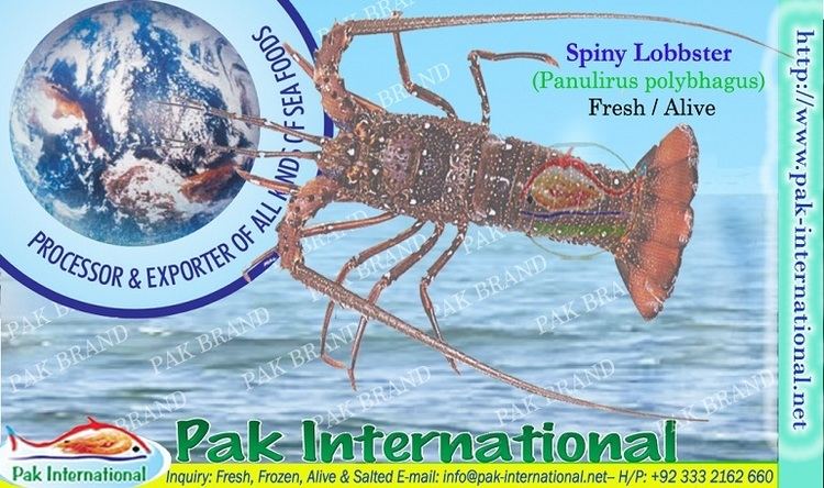 Panulirus polyphagus Spiny Lobster Panulirus polyphagus productsPakistan Spiny Lobster