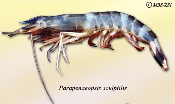 Panulirus polyphagus ENVIS