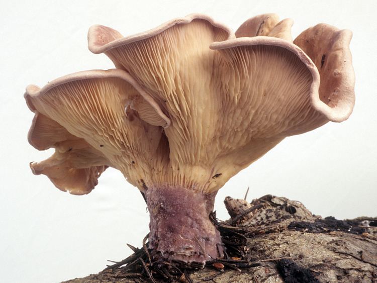 Panus conchatus California Fungi Panus conchatus