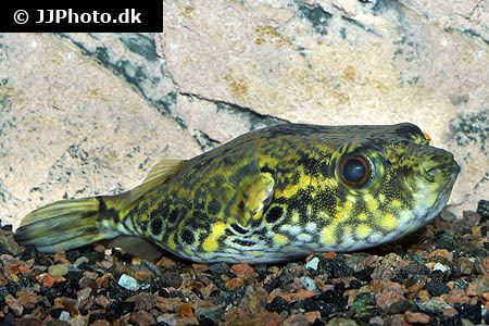 Pao palembangensis Aquariumphotodk Category Pufferfish Freshwater Image Pao