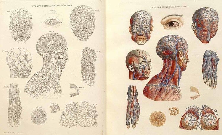 Paolo Mascagni Dream Anatomy Gallery Mascagni and Serantoni Anatomia