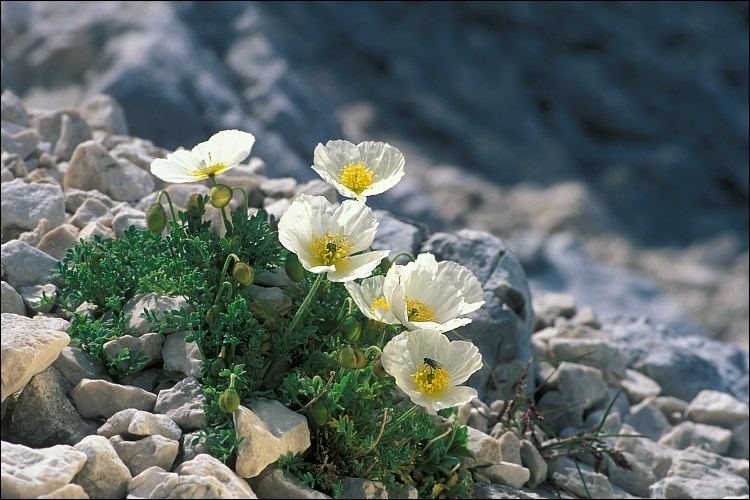 Альпийский мак фото и описание