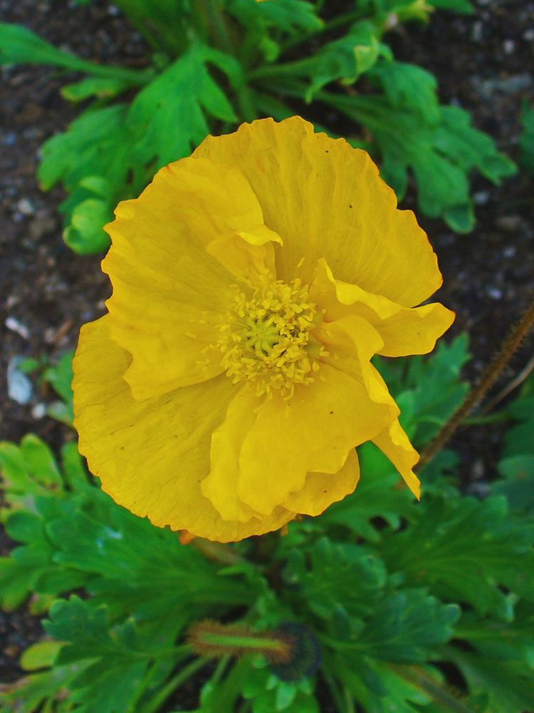 Papaver croceum FilePapaver croceum 02JPG Wikimedia Commons