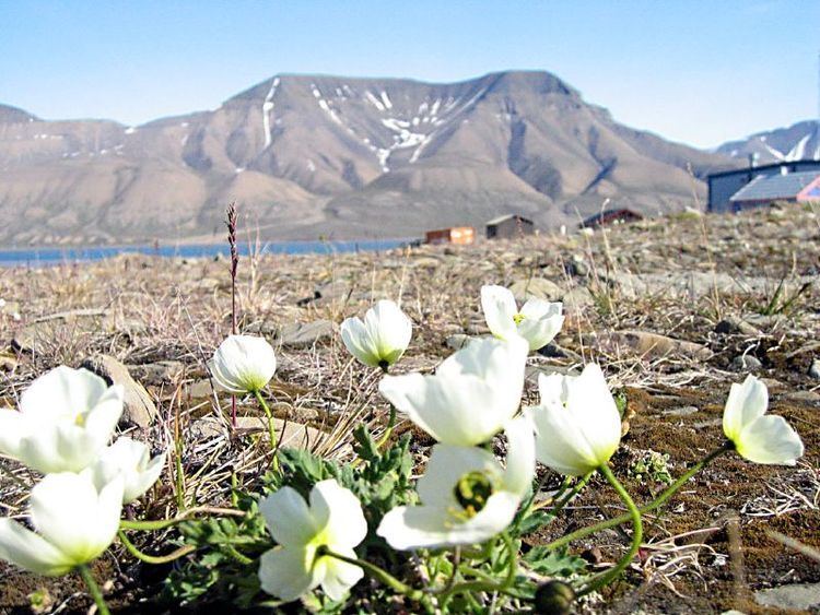 Papaver dahlianum FilePapaver dahlianumjpg Wikimedia Commons