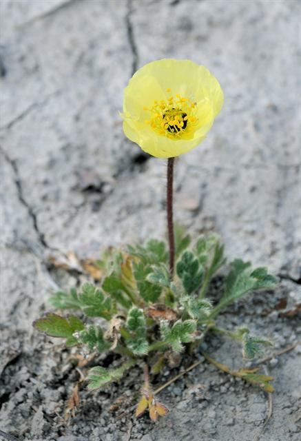 Papaver radicatum Papaver radicatum details Forestventurecom