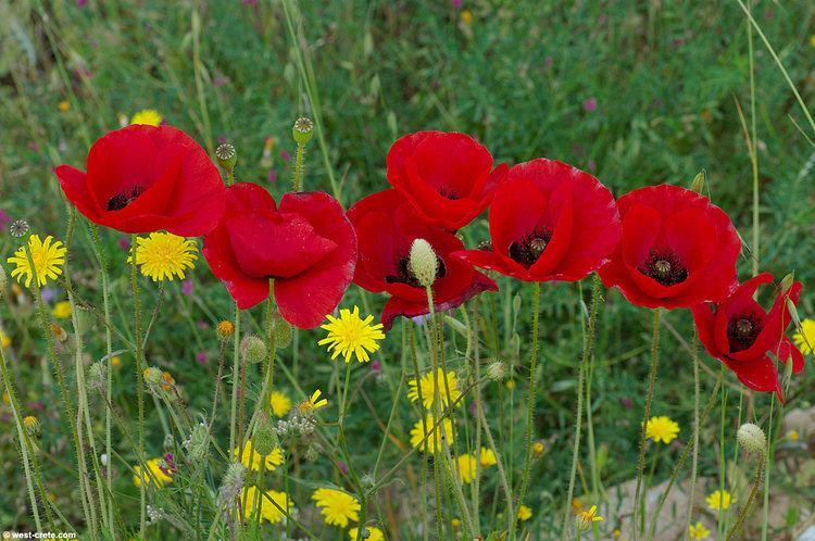 Papaver rhoeas Papaver rhoeas Common poppy