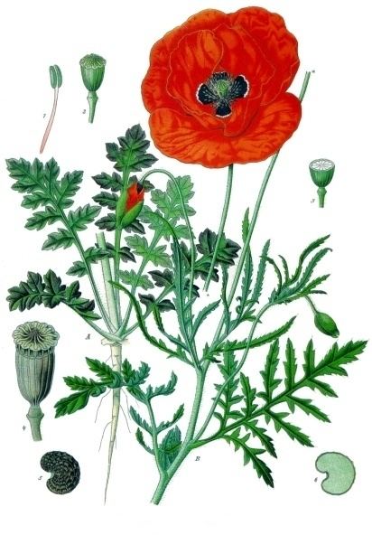 Papaver rhoeas httpsuploadwikimediaorgwikipediacommons99