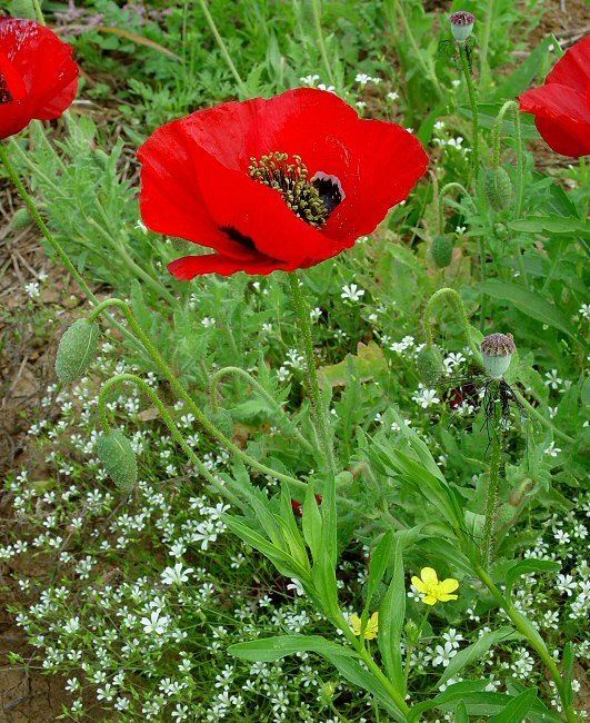 Papaver rhoeas Papaver rhoeas page