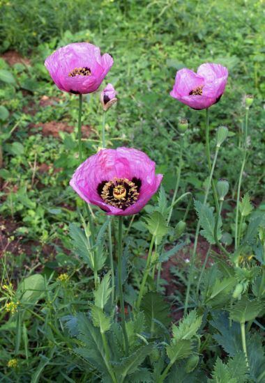 Papaver setigerum luirigaltervistaorgcpmalbumscampus1001papav