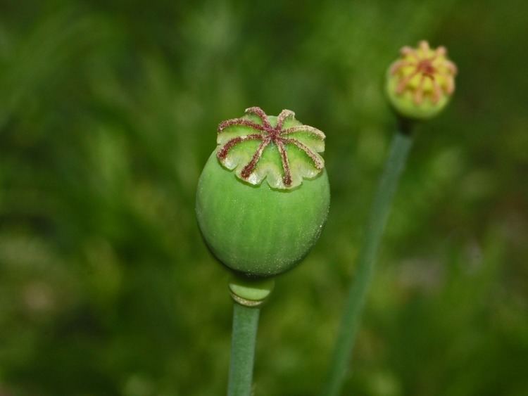 Papaver setigerum Papaver setigerum DC Checklist View