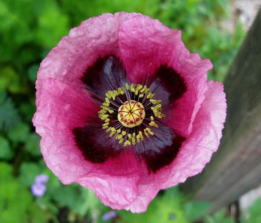 Papaver setigerum Papaver setigerum quotPoppy of Troyquot Buy Online at Annie39s Annuals