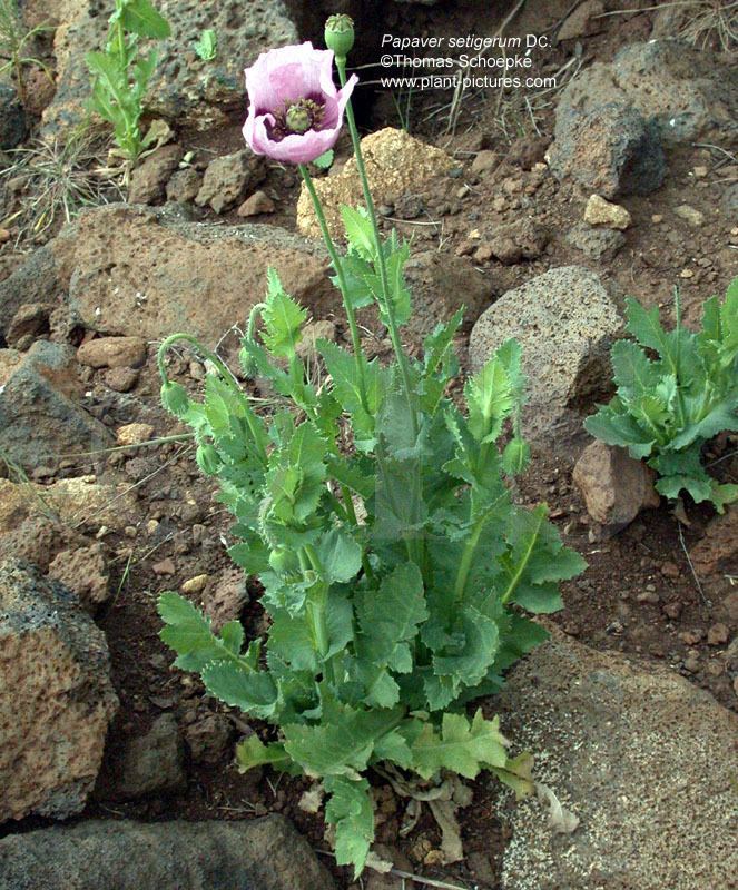 Papaver setigerum Thomas Schoepke Plant Image Gallery Papaveraceae