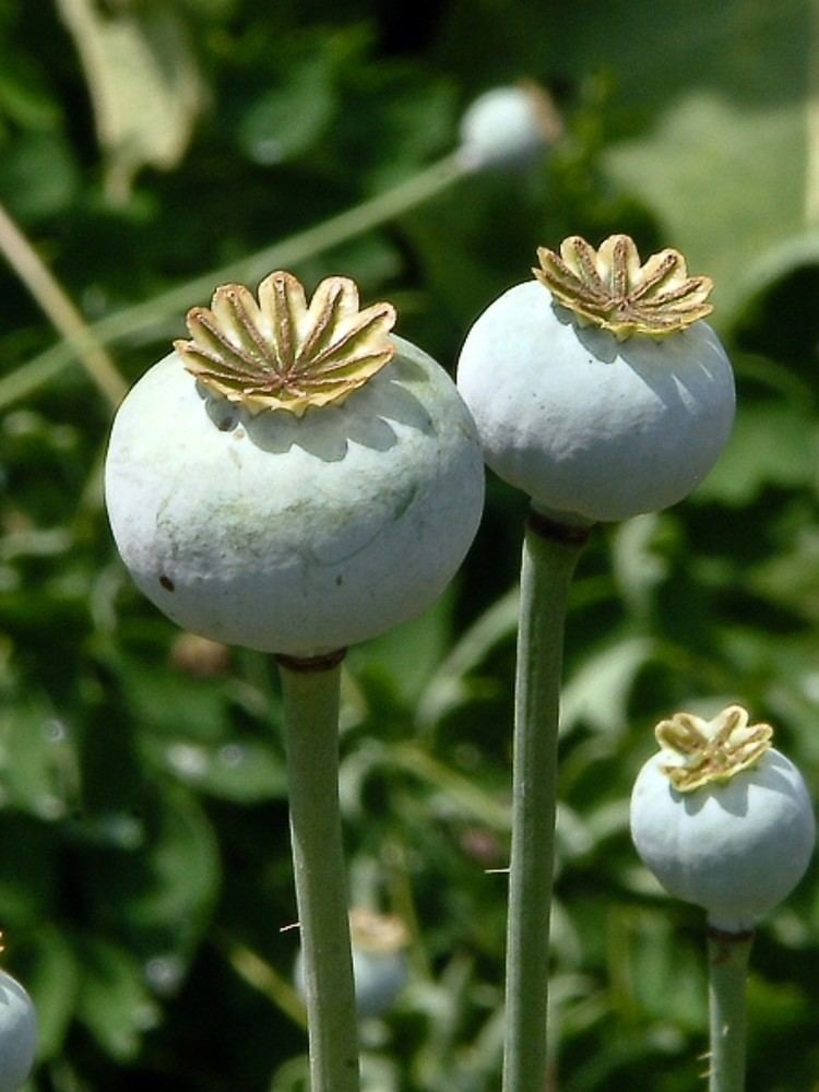 Papaver somniferum Papaver somniferum opium poppy Go Botany