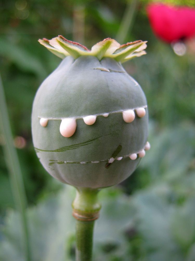 Papaver somniferum Opium Poppy Papaver Somniferum Pod with fresh opium Opi Flickr