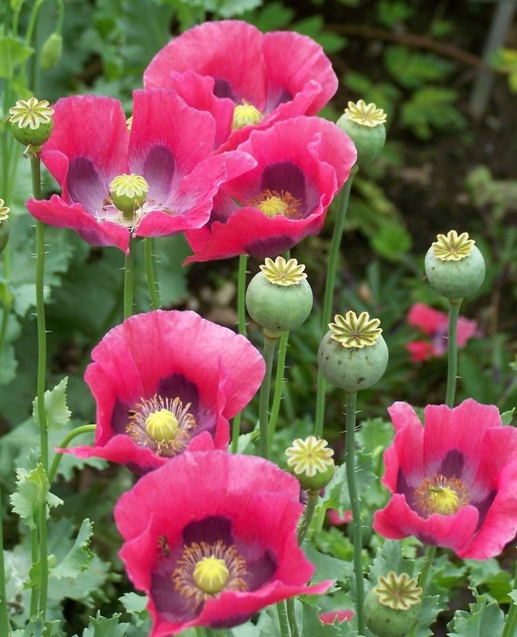 Papaver somniferum Opium Poppy Papaver SomniferumI grow these in my yard Got