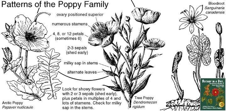 Papaveraceae Papaveraceae Poppy Family Identify plants and flowers
