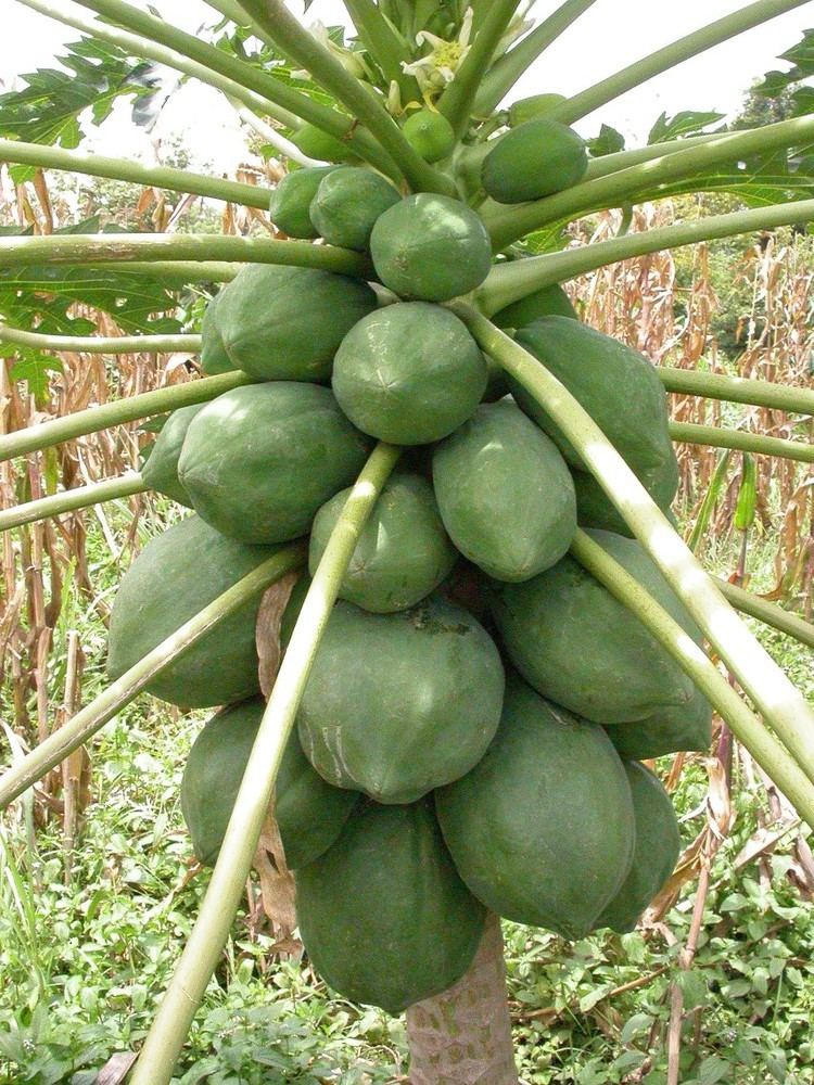 Papaya lethal yellowing virus