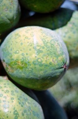 Papaya ringspot virus Papaya ringspot disease Overview