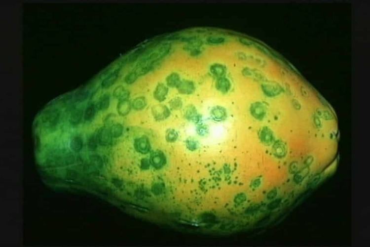 Papaya ringspot virus Papaya and the Use of Genetic Viral Protection GMO SAFETY