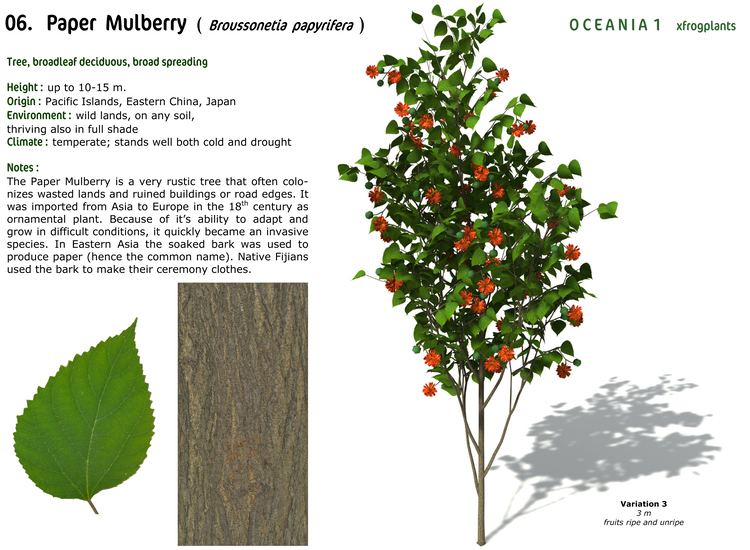 Paper mulberry XfrogPlants Paper Mulberry Xfrogcom