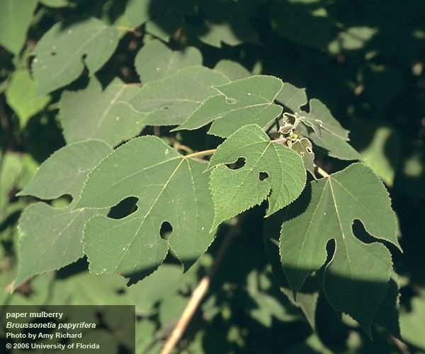 Paper mulberry Broussonetia papyrifera UFIFAS Center for Aquatic and Invasive Plants