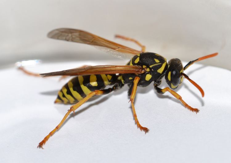 Paper wasp European Paper Wasp MSMVCD Marin Sonoma Mosquito amp Vector