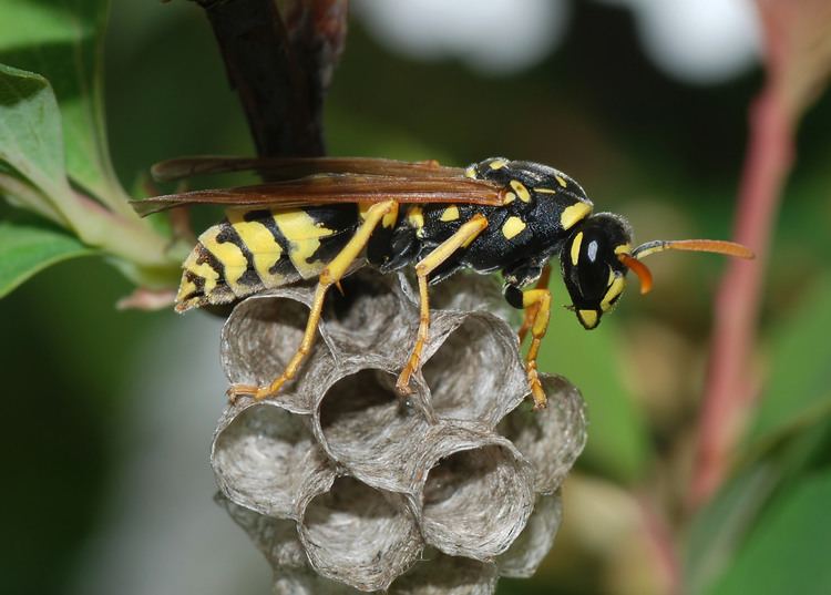 Paper wasp European Paper Wasp Orkin