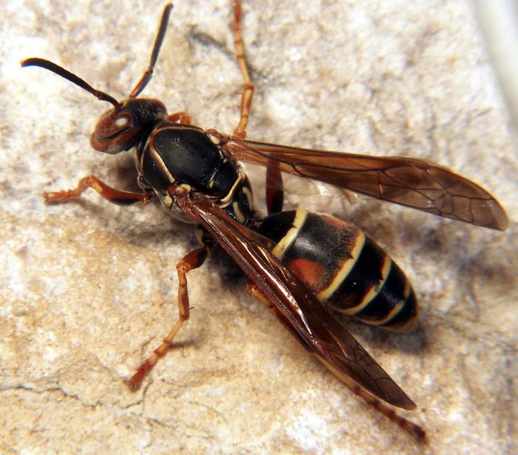 Paper wasp An Introdction to Paper Wasp Nests The Infinite Spider