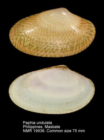 Paphia HomeNATURAL HISTORY MUSEUM ROTTERDAM Mollusca Bivalvia