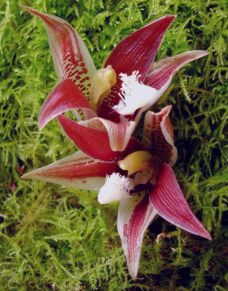 Paphinia Paphinia lindeniana Wikipedia
