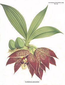 Paphinia grandiflora httpsuploadwikimediaorgwikipediacommonsthu
