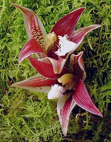 Paphinia lindeniana httpsuploadwikimediaorgwikipediacommonsthu