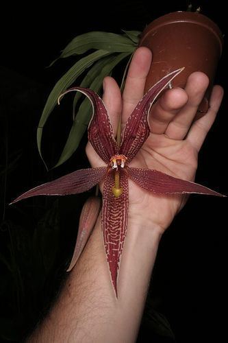 Paphinia posadarum Paphinia posadarum iii Flickr Photo Sharing Orchid