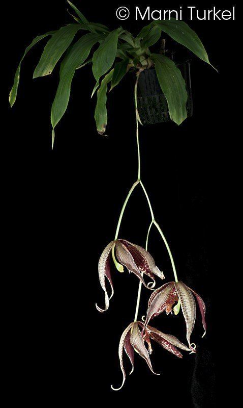 Paphinia posadarum Paphinia posadarum Orchids Forum