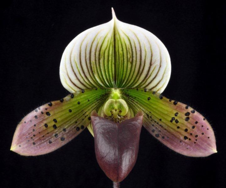 Paphiopedilum Paphiopedilum Orchid Care I OrchidsMadeEasycom