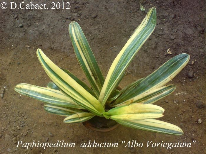 Paphiopedilum adductum Paphiopedilum adductum Albo Variegatum Philippine Orchids