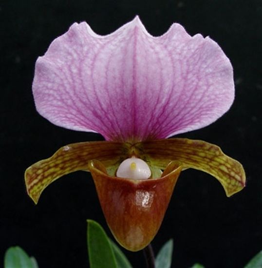 Paphiopedilum charlesworthii Paph charlesworthii presented by Orchids Limited