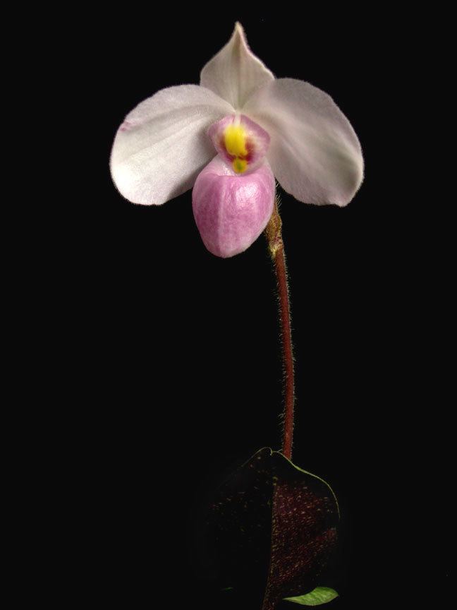 Paphiopedilum delenatii Paph delenatii growing tips and culture information
