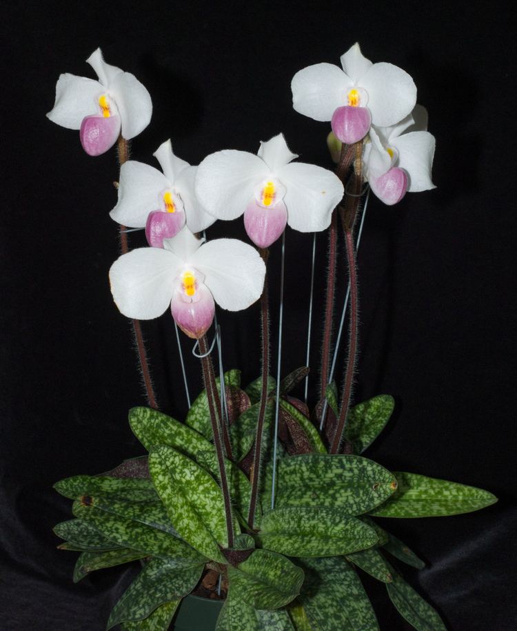 Paphiopedilum delenatii Paphiopedilum delenatii Best flowering eversix spikes Flickr